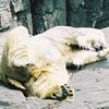 Is Gus The Widowed Central Park Polar Bear Sad?